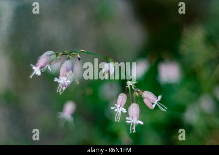 Makro Bild von schönen Blumen der Blase Campion, Silene vulgaris, im Wald an einem Sommermorgen Stockfoto