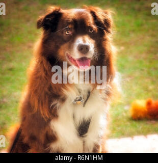 Cowboy, sieben Jahre alten Australian Shepherd, schaut durch ein Fenster, wie er an der Tür wartet, 12. Dezember 2015, in Coden, Alabama. Stockfoto