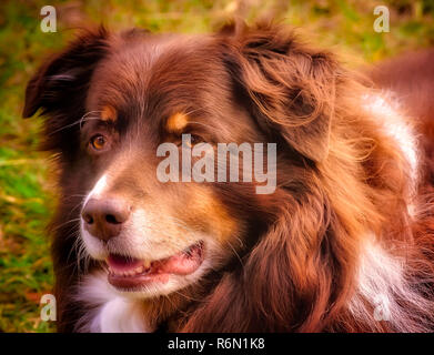 Cowboy, sieben Jahre alten Australian Shepherd, wartet für eine Festlichkeit, 11. Dezember 2015, in Coden, Alabama. (Foto von Carmen K. Sisson/Cloudybright) Stockfoto