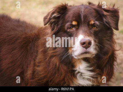 Cowboy, ein Achtjähriger rot tri Australian Shepherd, außerhalb dargestellt, 30. Dezember 2016, in Coden, Alabama. Stockfoto