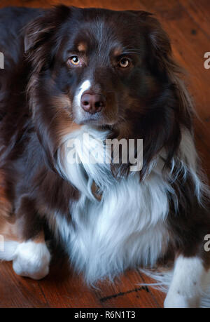 Cowboy, ein dreijähriger Australian Shepherd, schaut aus dem Fenster in Columbus, Fräulein am 13.02.2011. (Foto von Carmen K. Sisson/Cloudybright) Stockfoto