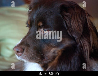 Cowboy, ein dreijähriger Australian Shepherd, schaut aus dem Fenster in Columbus, Fräulein am 13.02.2011. (Foto von Carmen K. Sisson/Cloudybright) Stockfoto