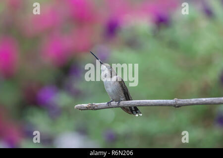 Ruby-throated hummingbird thront im Garten. Er ist ein anderes anschauen Hummingbird unerlaubten Zugriff auf seinem Gebiet und ist bereit, Chase zu geben. Stockfoto