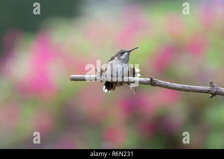 Ruby-throated hummingbird streckte seine Flügel immer für einen anderen harten Tag sammeln von Nektar bereit. Stockfoto