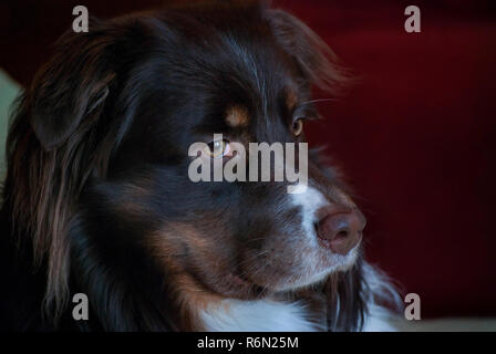 Cowboy, ein dreijähriger Australian Shepherd, schaut aus dem Fenster in Columbus, Mississippi. am Februar 5, 2011. Stockfoto