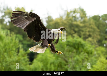 Big Weißkopfseeadler (Haliaeetus albicill) Stockfoto