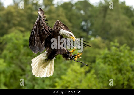 Big Weißkopfseeadler (Haliaeetus albicill) Stockfoto