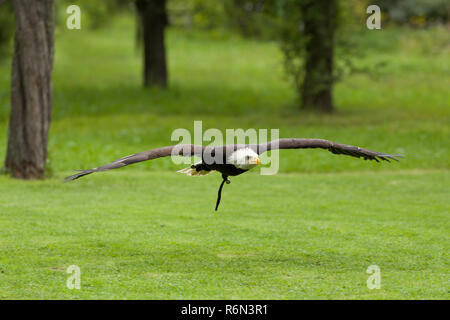 Big Weißkopfseeadler (Haliaeetus albicill) Stockfoto