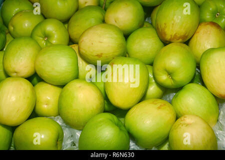 Jujube, Indische chinesische Jujube, Datum, monkey Apple, grüne Kugeln Haufen war ähnlich wie Green Apple Stockfoto