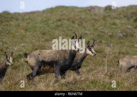 Chamois Gruppe in den Bergen Stockfoto