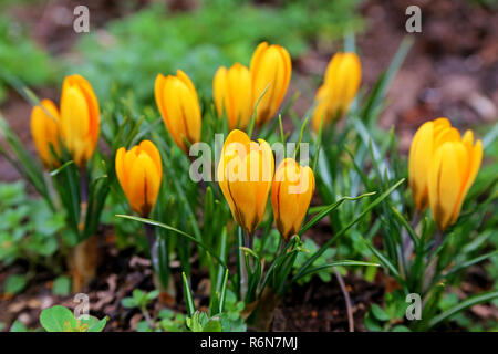 Gelbe Krokusse im Frühling Garten Stockfoto