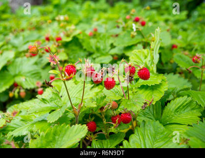 Viele reife wilde Erdbeeren auf einer Buchse Stockfoto