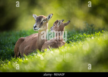 Europäischer Mufflon (Ovis orientalis Musimon) Weibchen mit einem Youngster in grüne Gras ausruhen Stockfoto