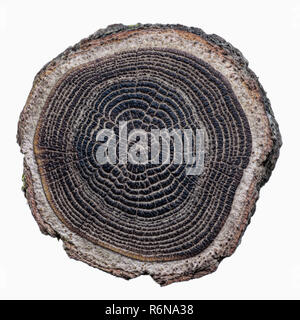 Gebürstetem Holz slice Textur mit konzentrischen Ringe Schwarz auf weißem Hintergrund Stockfoto