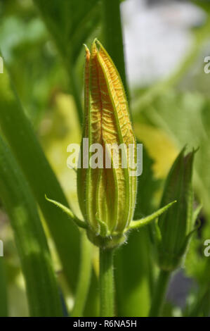 Zucchini Blüte in den Gemüsegarten Stockfoto