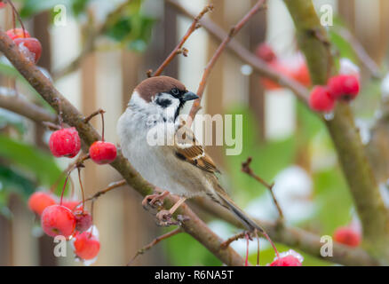 Feldsperling sitzend in einem schneebedeckten apple tree Stockfoto