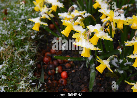 Kleine Narzissen in der Schneeflocken im frühen Frühjahr abgedeckt Stockfoto