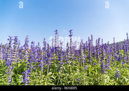 Blau Salvia Blumen blühen im Garten Stockfoto