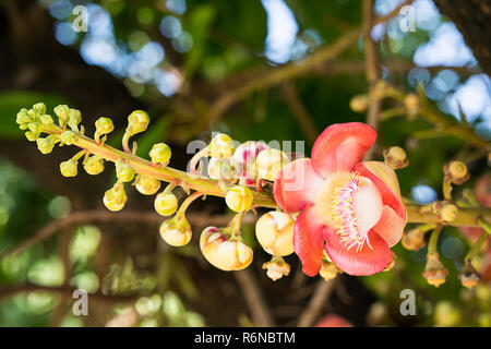 Cannonball Blume (Couroupita guianensis) am Baum Stockfoto