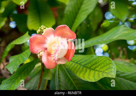 Cannonball Blume oder Sal Blumen (Couroupita guianensis) am Baum Stockfoto