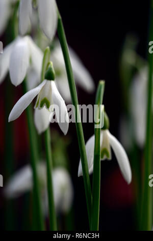 Galanthus Reginae-olgae subsp vernalis Alex Duguid, Herbst, Anfang, Blüte, Blumen, Schneeglöckchen, Schneeglöckchen, Garten, RM Floral Stockfoto