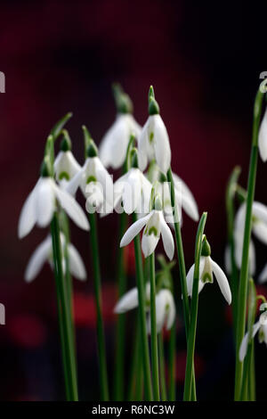 Galanthus Reginae-olgae subsp vernalis Alex Duguid, Herbst, Anfang, Blüte, Blumen, Schneeglöckchen, Schneeglöckchen, Garten, RM Floral Stockfoto