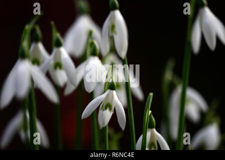 Galanthus Reginae-olgae subsp vernalis Alex Duguid, Herbst, Anfang, Blüte, Blumen, Schneeglöckchen, Schneeglöckchen, Garten, RM Floral Stockfoto