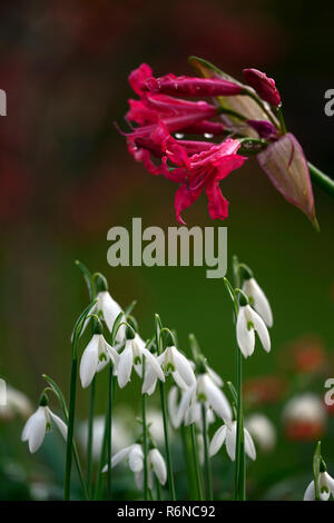 "Nerine" Begleiter Herr John, Galanthus Reginae-olgae subsp vernalis Alex Duguid, Herbst, Anfang, Blüte, Blumen, Schneeglöckchen, Schneeglöckchen, Garten, RM Floral Stockfoto