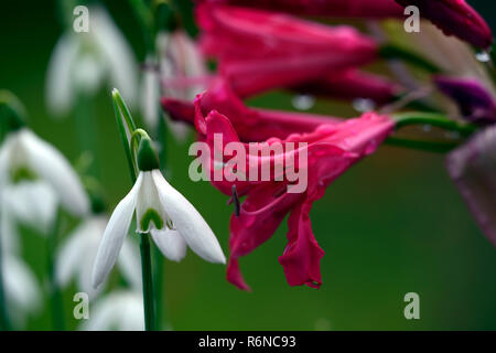 "Nerine" Begleiter Herr John, Galanthus Reginae-olgae subsp vernalis Alex Duguid, Herbst, Anfang, Blüte, Blumen, Schneeglöckchen, Schneeglöckchen, Garten, RM Floral Stockfoto