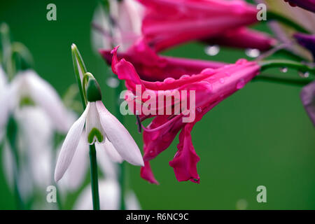 "Nerine" Begleiter Herr John, Galanthus Reginae-olgae subsp vernalis Alex Duguid, Herbst, Anfang, Blüte, Blumen, Schneeglöckchen, Schneeglöckchen, Garten, RM Floral Stockfoto