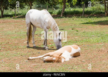 Pferd schlafen Stockfoto