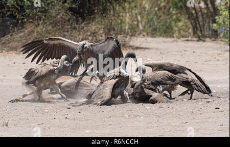 Weiß-backed Geier der Kadaver eines toten Kudus, Chobe National Park, Botswana Essen Stockfoto