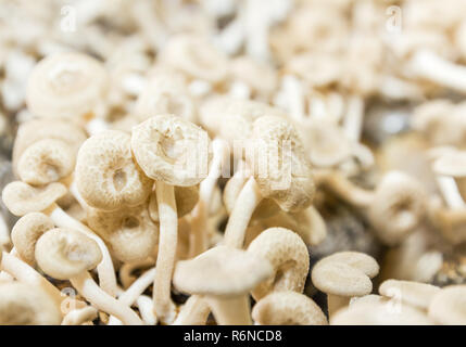 Pilze in Farm Stockfoto