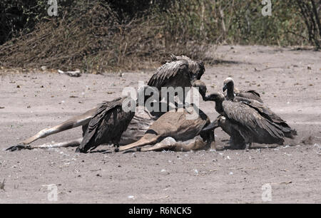 Weiß-backed Geier der Kadaver eines toten Kudus, Chobe National Park, Botswana Essen Stockfoto