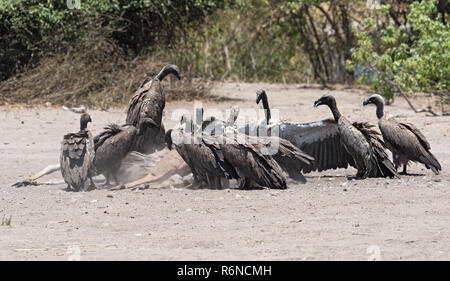 Weiß-backed Geier der Kadaver eines toten Kudus, Chobe National Park, Botswana Essen Stockfoto