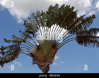 Blätter der Travellers Palm gegen das Licht Stockfoto