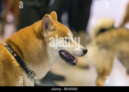 22. INTERNATIONALE HUNDEAUSSTELLUNG GIRONA März 17, 2018, Spanien Stockfoto