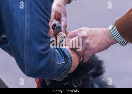 22. INTERNATIONALE HUNDEAUSSTELLUNG GIRONA März 17, 2018, Spanien Stockfoto