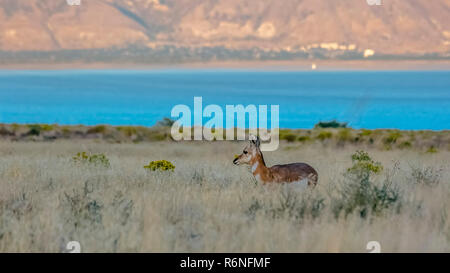 Weibliche Pronghorn auf einer offenen Wiese in Utah Lake Stockfoto