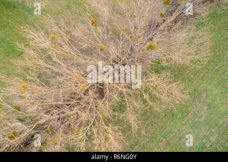 Misteln in den Baum aus der Vogelperspektive Stockfoto