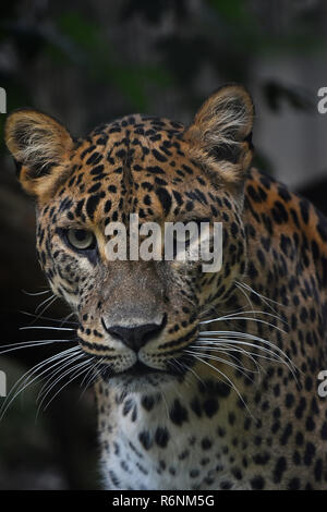 Close up Portrait von Persischer Leopard Stockfoto