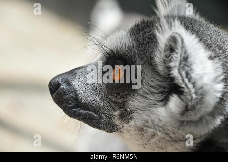 Close up Portrait von Ring-tailed Lemur catta Stockfoto