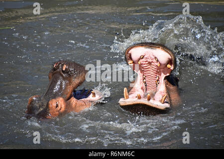 Paar nilpferde Schwimmen und Spielen im Wasser Stockfoto