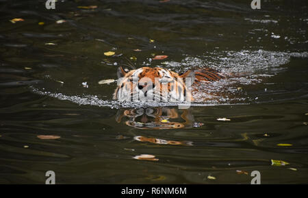 Sibirische Amur tiger schwimmen im Wasser Stockfoto