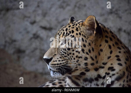 Nahaufnahme Seite Portrait von Amur leopard über Felsen Stockfoto