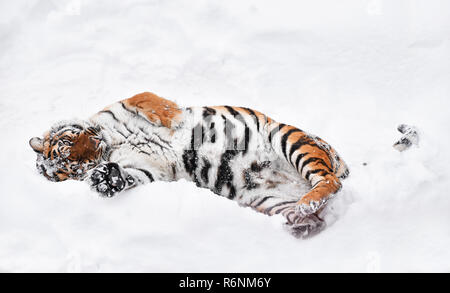 Sibirische Tiger spielen in weiß winter schnee Stockfoto