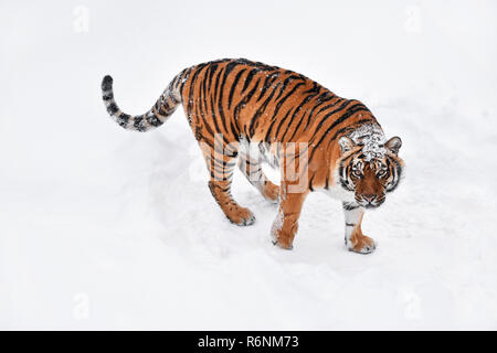 Sibirische Tiger in weiß winter schnee Stockfoto