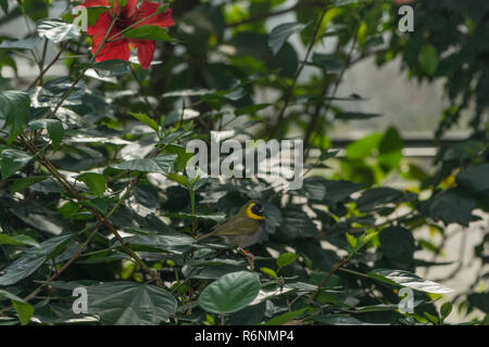 Kubafink sitzt im Busch Stockfoto