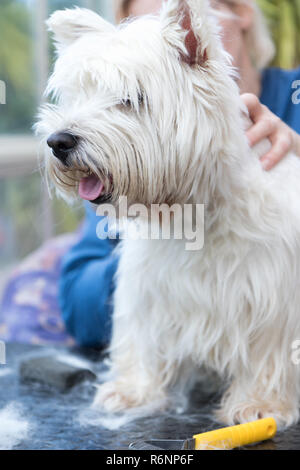 Pflege der West Highland White Terrier Hund. Vetically. Stockfoto