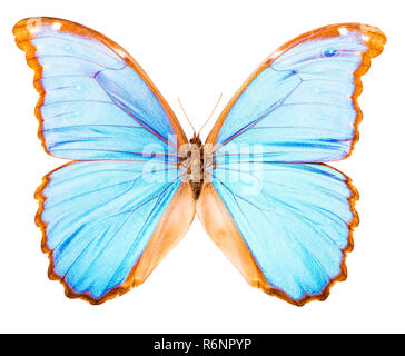 Morpho didius tropischer Schmetterling isoliert Stockfoto